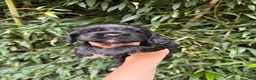 Cocker Spaniel dogs for sale: Cocker Spaniel 3 - Ad 1