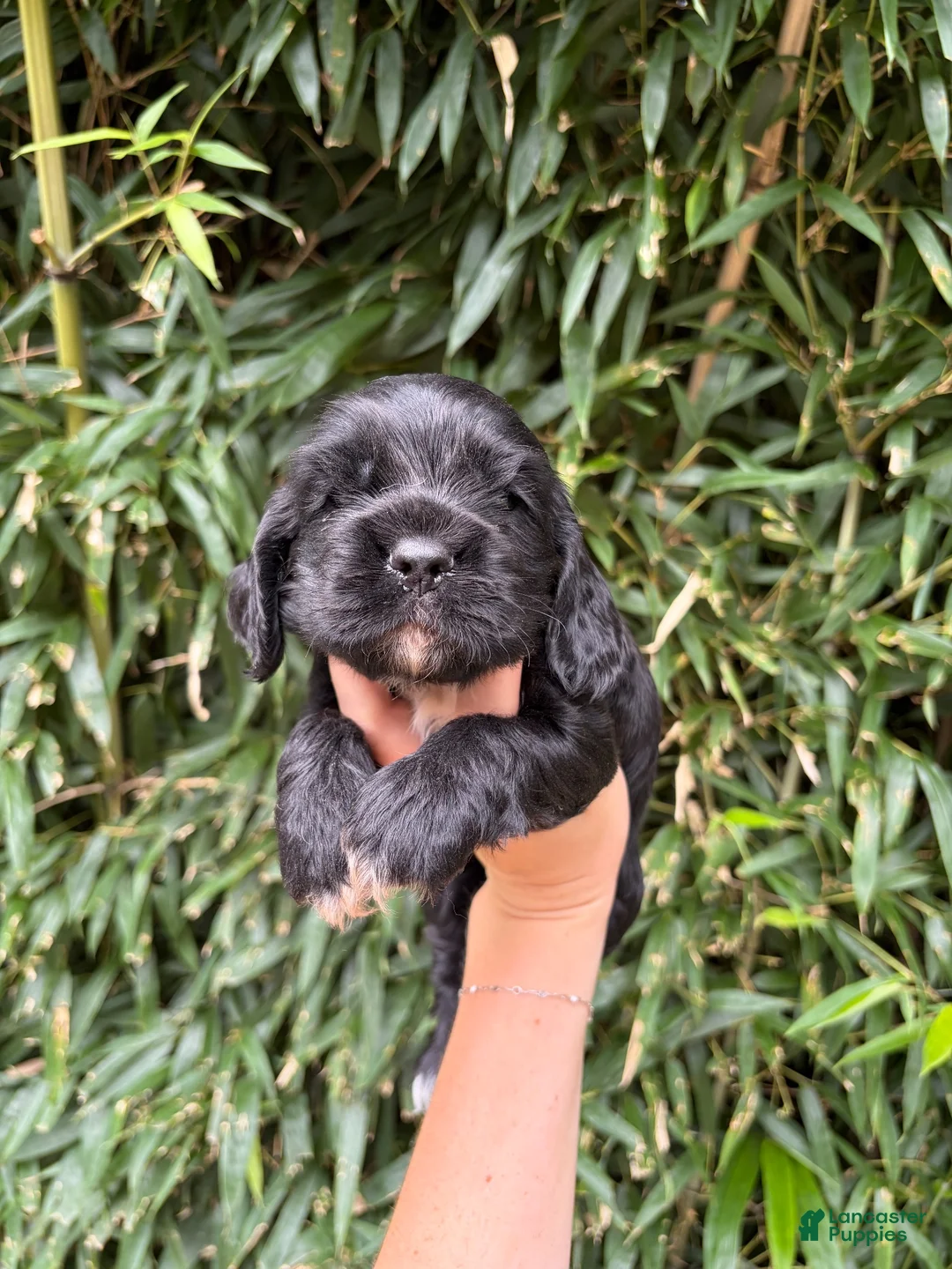 Cocker Spaniel dogs for sale: Cocker Spaniel 3 - Ad 1
