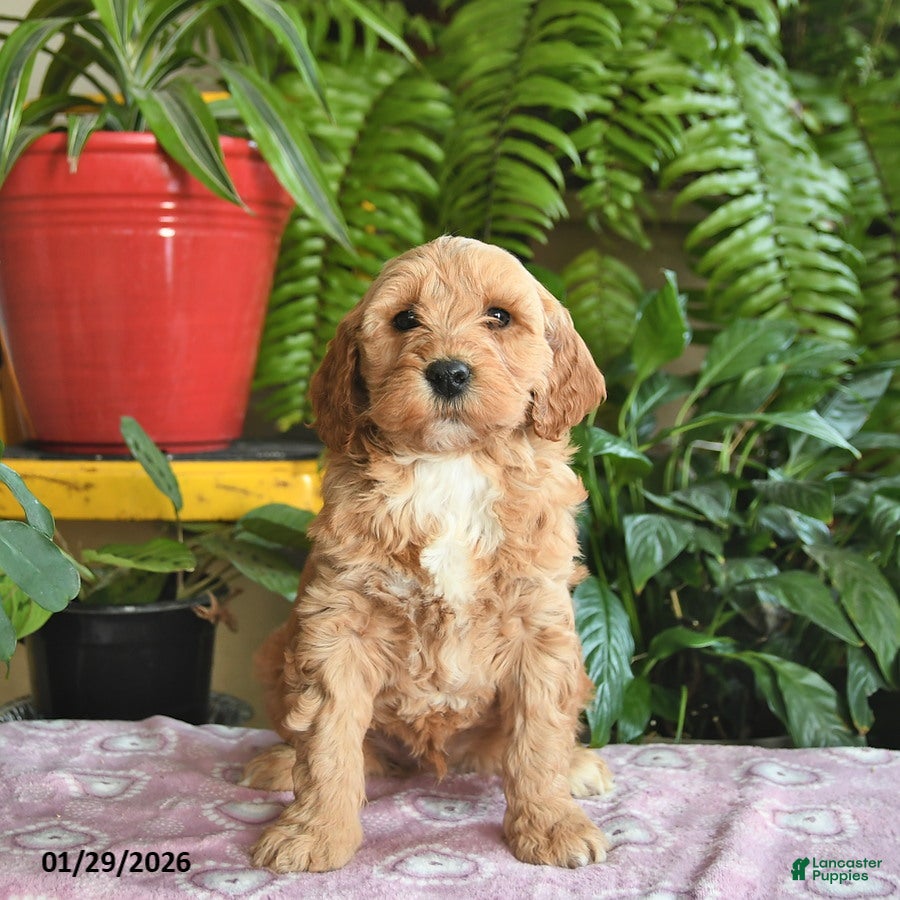 Mini Goldendoodle dogs Flash  - Ad 15