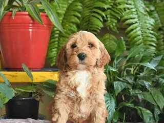 Mini Goldendoodle dogs Flash - Ad 15