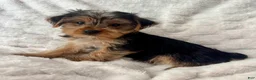 Yorkshire Terrier dogs for sale: Billy - Ad 1