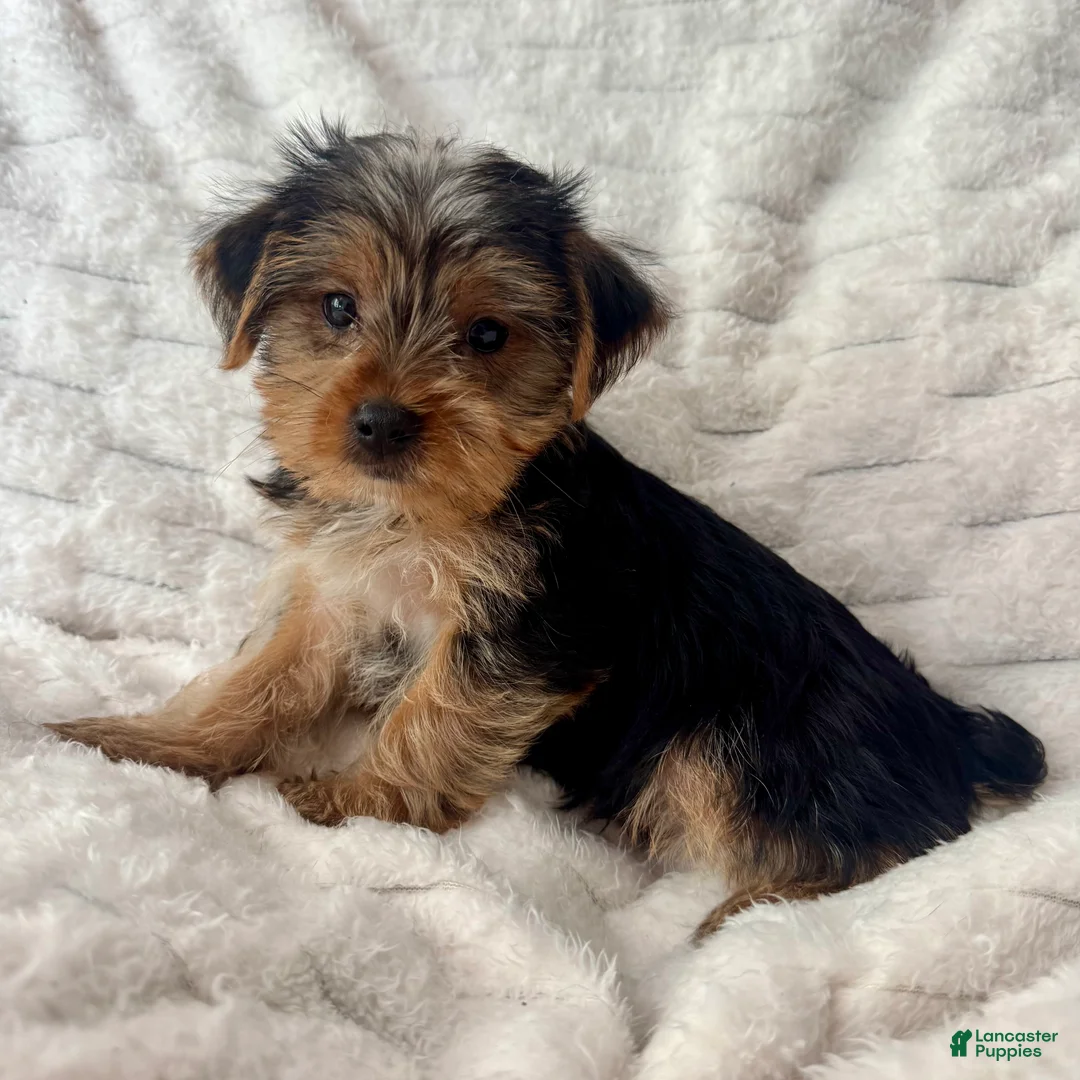 Yorkshire Terrier dogs for sale: Billy - Ad 1