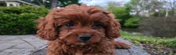 Cavapoo dogs for sale: Hudson - Ad 18