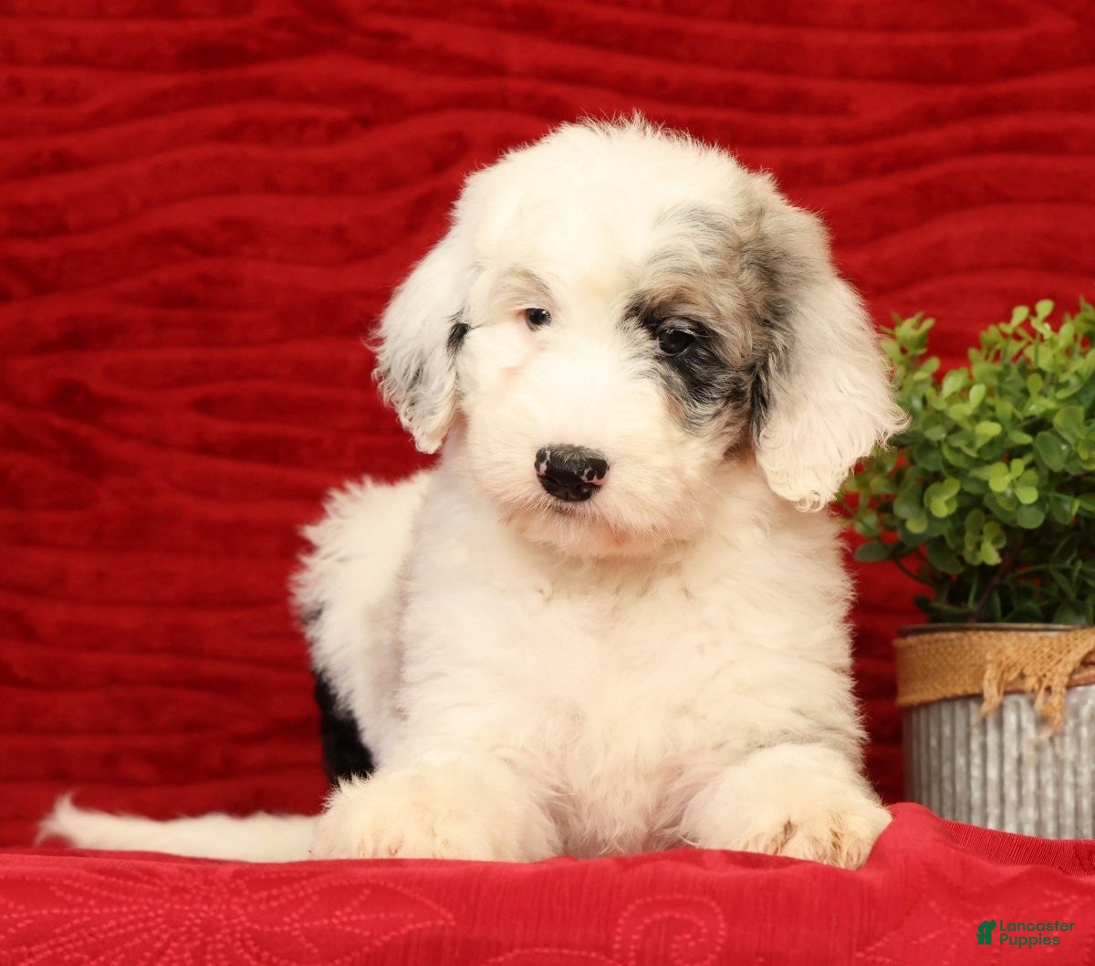 Sheepadoodle dogs for sale: Sophia - Ad 1