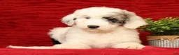 Sheepadoodle dogs for sale: Sophia - Ad 1