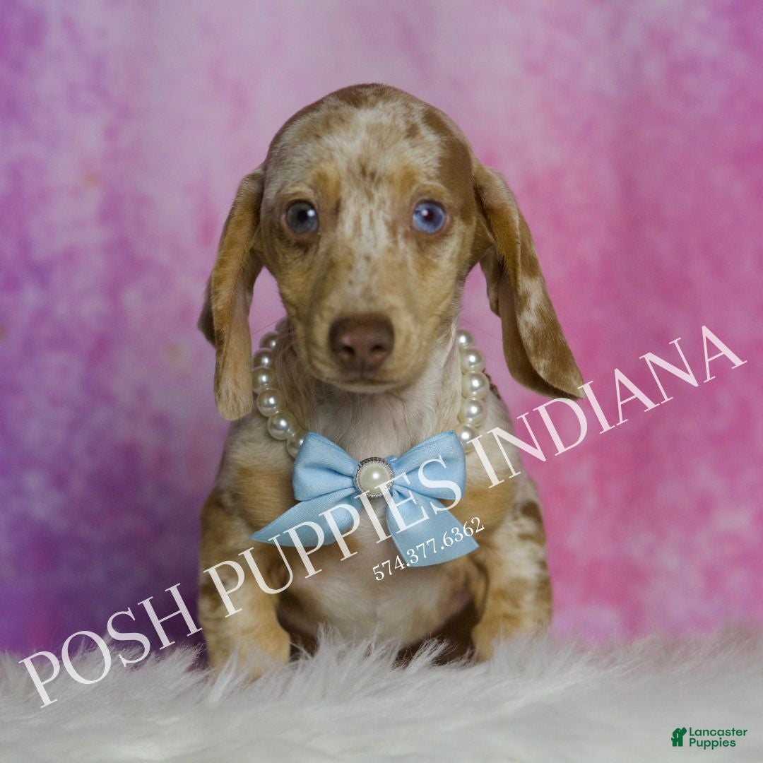 Miniature Dachshund dogs for sale: Arnold - Ad 4