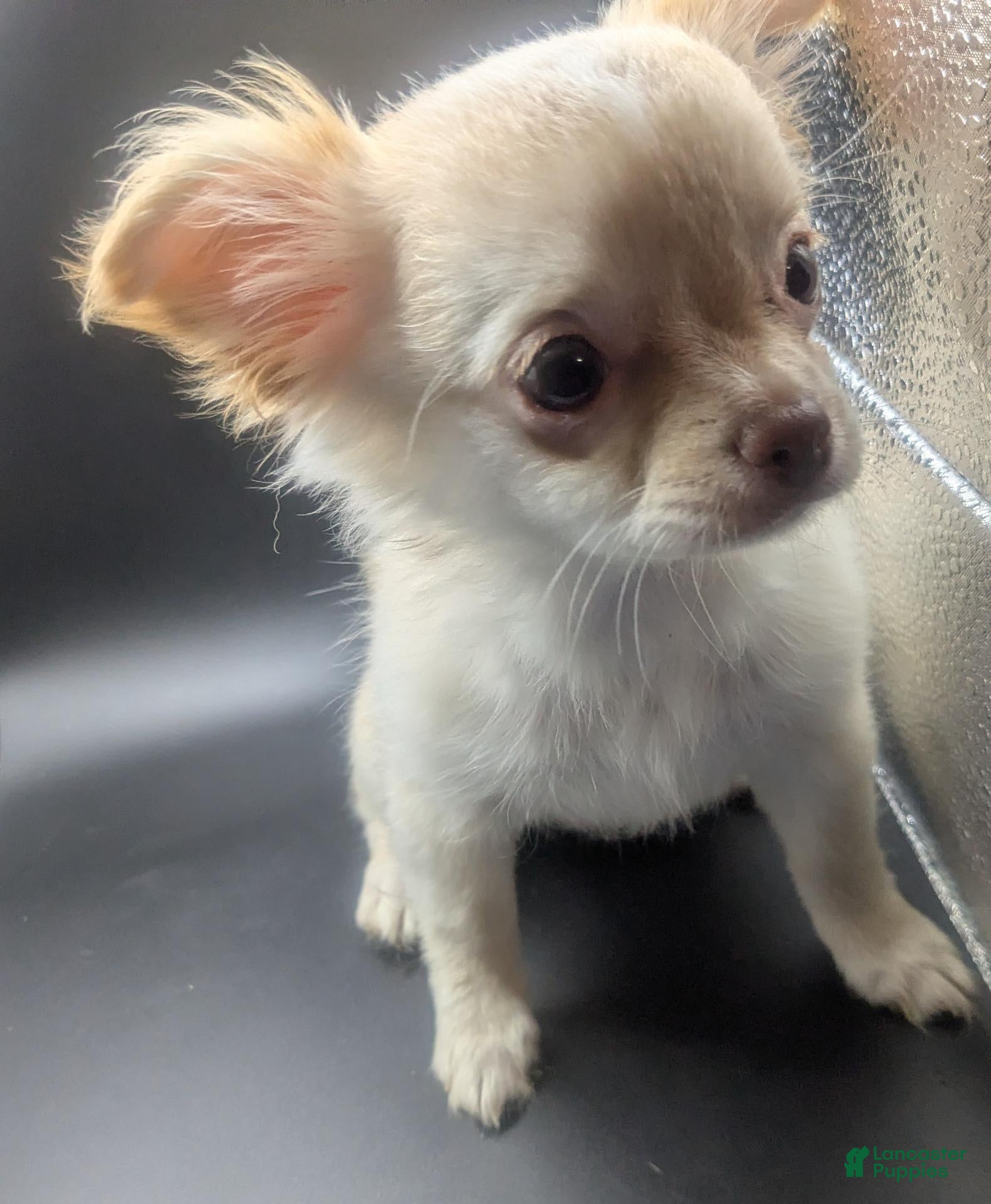 Chihuahua dogs Cherry LC Apple Head Female Chihuahua  - Ad 21