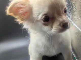 Chihuahua dogs Cherry LC Apple Head Female Chihuahua - Ad 21