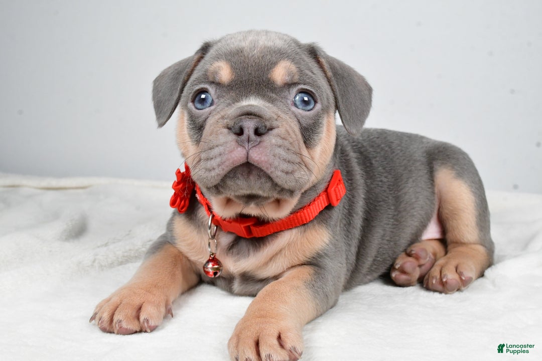 French Bulldog dogs for sale: Wren - Ad 1