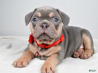 French Bulldog dogs Wren - Ad 35