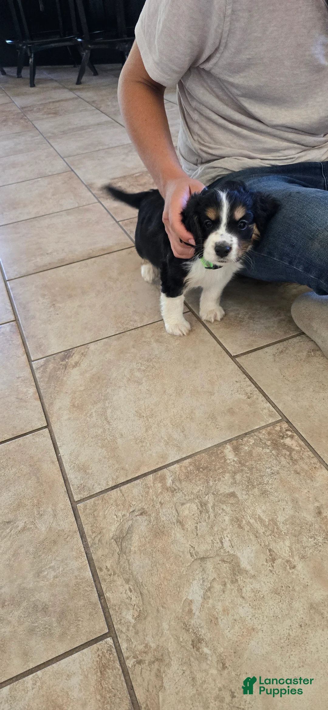Mixed Breed dogs for sale: Percy - Ad 2