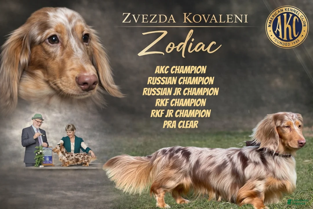 Miniature Dachshund dogs for sale: Rianna dappleShow boy - Ad 16