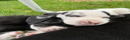 Great Dane dogs for sale: Quinnzelle “Quinn”  - Ad 2