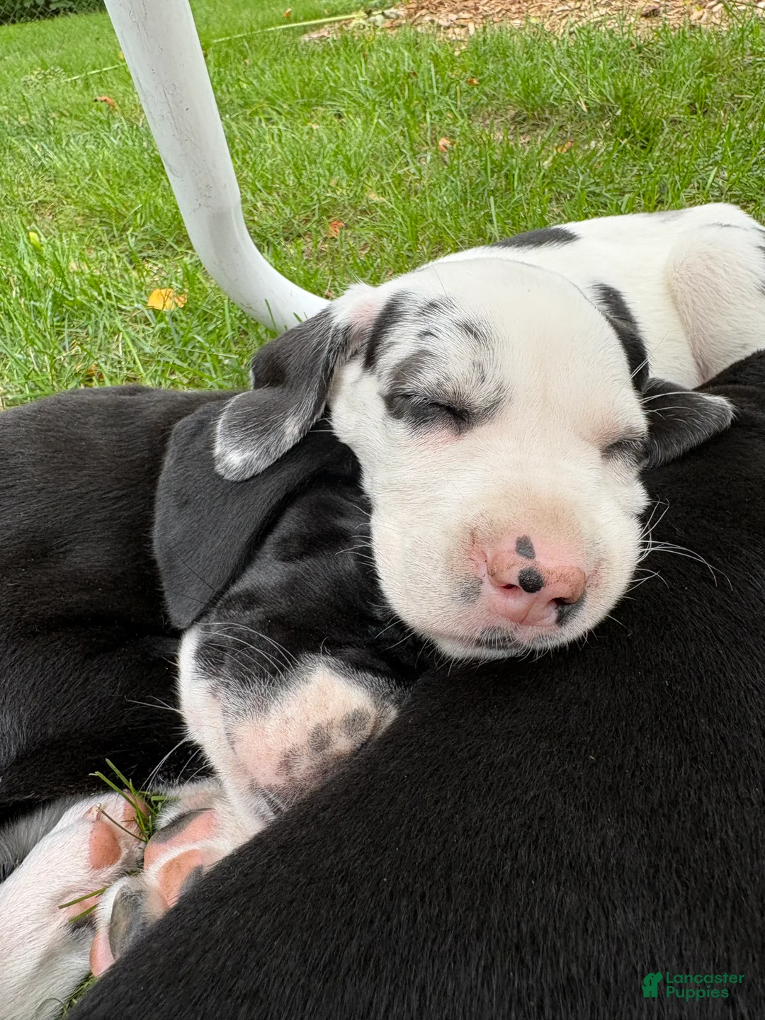 Great Dane dogs for sale: Quinnzelle “Quinn”  - Ad 2