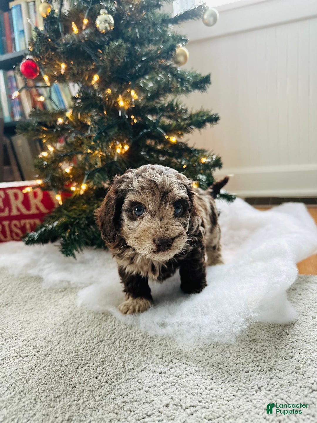 Mixed Breed dogs for sale: Dasher - Ad 10