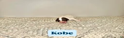 Labradoodle dogs for sale: Kobe - Ad 4