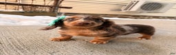 Miniature Dachshund dogs for sale: Molly - Ad 3