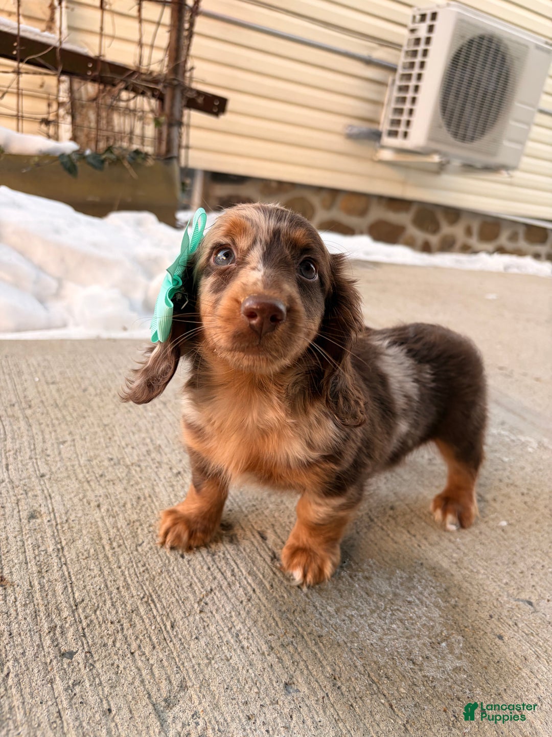 Miniature Dachshund dogs for sale: Molly - Ad 3