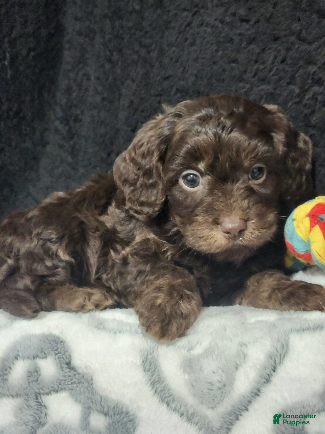 Cavapoo dogs for sale: Scotty - Ad 4