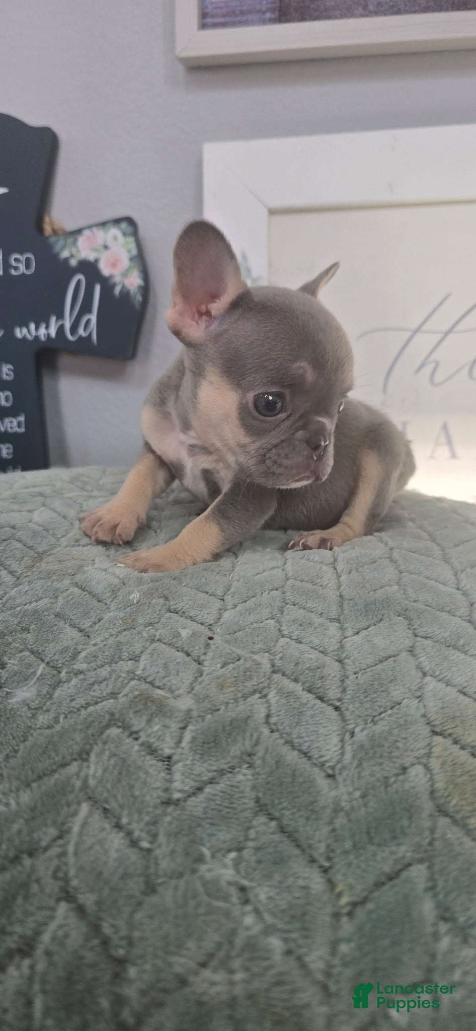 French Bulldog dogs French Bulldog 1 - Ad 1