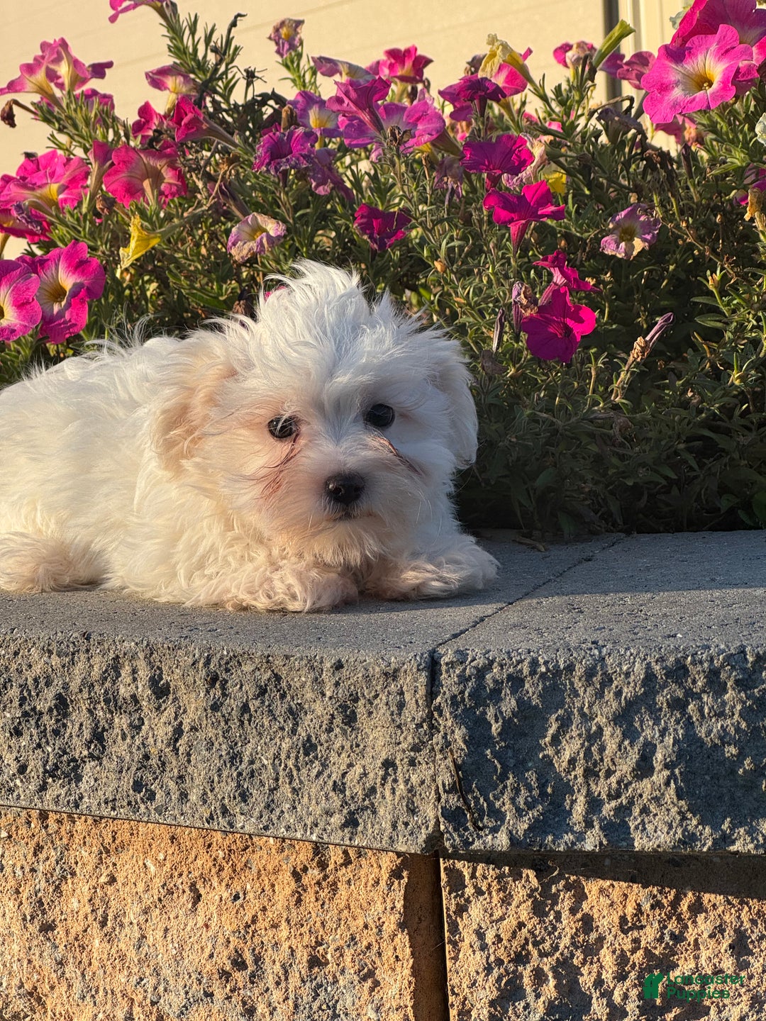 Mixed Breed dogs for sale: Elsie - Ad 6