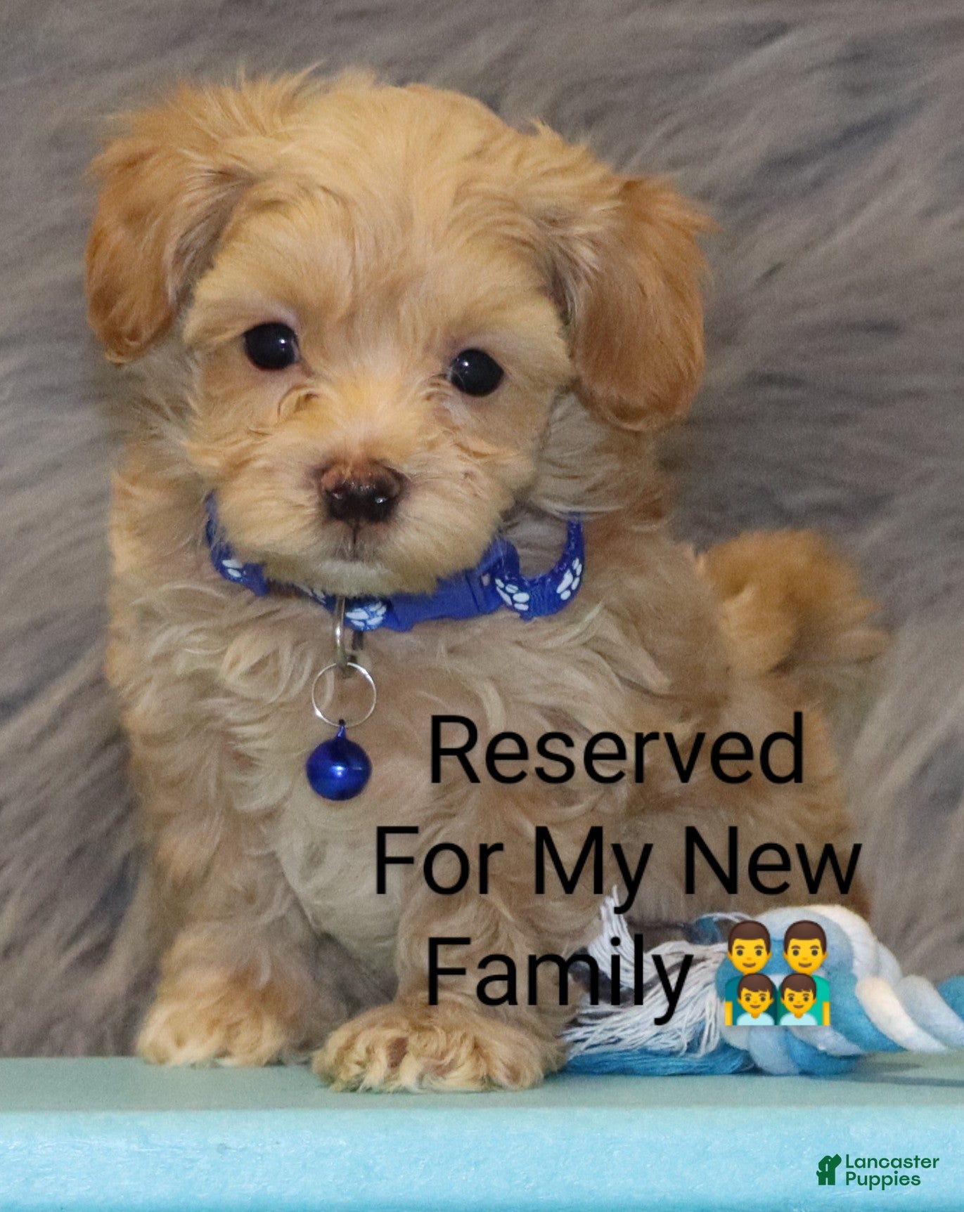 Havapoo dogs Asher 👨‍👨‍👦‍👦💞🐕 Miniature - Ad 2