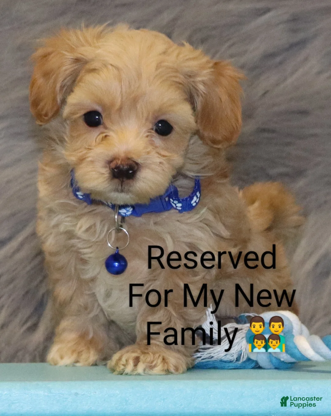 Havapoo dogs for sale: Asher 👨‍👨‍👦‍👦💞🐕 Miniature - Ad 3