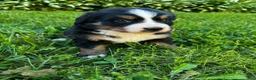 Bernese Mountain Dog dogs for sale: Annie - Ad 11