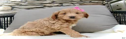 Mini Goldendoodle dogs for sale: Chloe - Ad 8