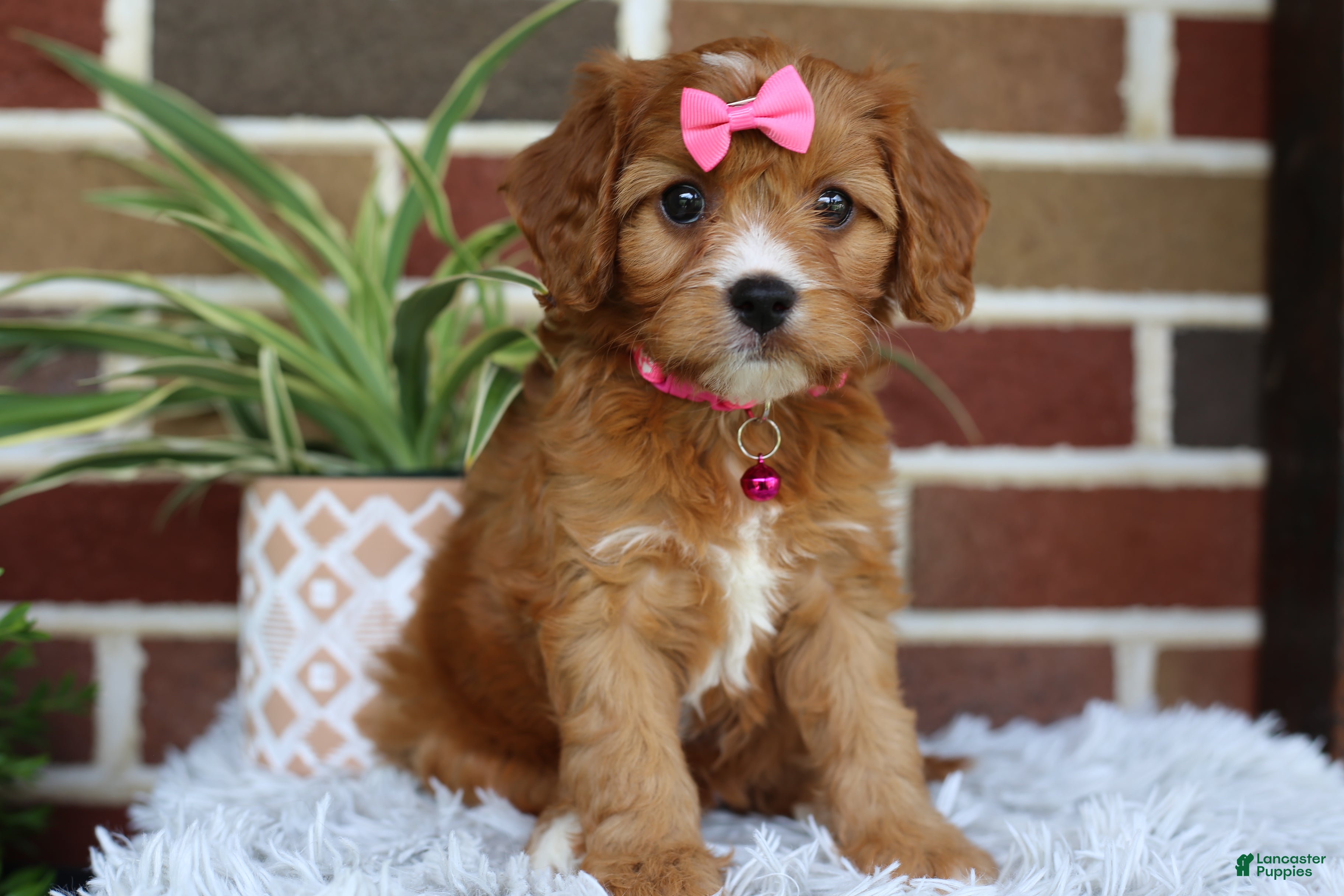 Cavapoo dogs Honey - Ad 1