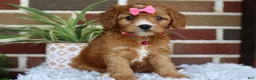 Cavapoo dogs for sale: Honey - Ad 1