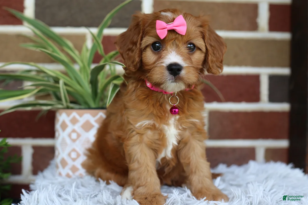 Cavapoo dogs for sale: Honey - Ad 1