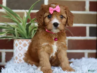 Cavapoo dogs for sale: Honey - Ad 1
