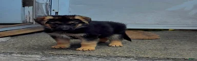 Zara 🐾