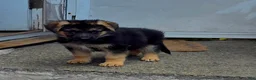 German Shepherd dogs for sale: Zara 🐾 - Ad 1