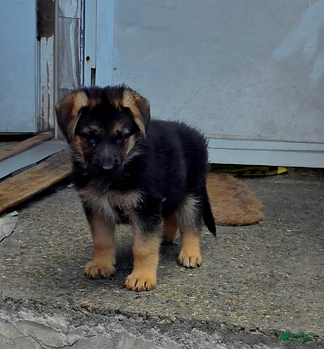 German Shepherd dogs for sale: Zara 🐾 - Ad 1