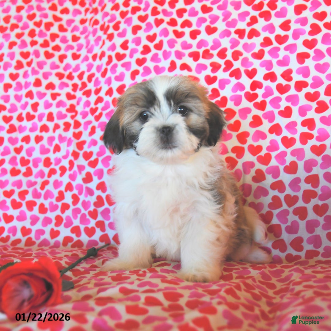 Teddy Bear dogs for sale: Rosebud  - Ad 2