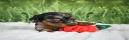 Miniature Dachshund dogs for sale: AKC Silas - Ad 4