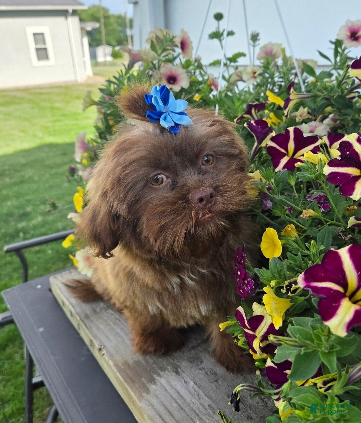 Teddy Bear dogs Maverick - Ad 1