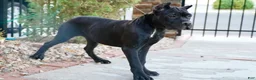Cane Corso dogs for sale: Channel - Ad 3