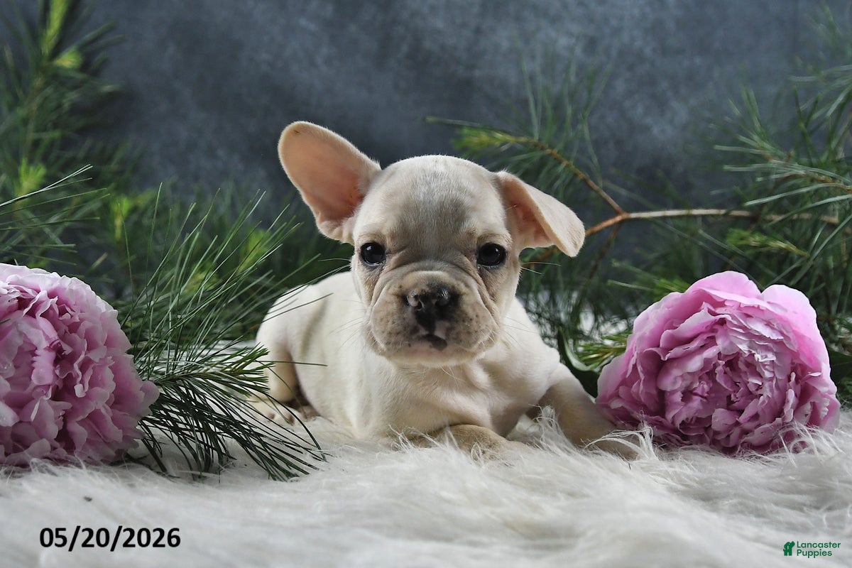 French Bulldog dogs for sale: Jenny - Ad 3