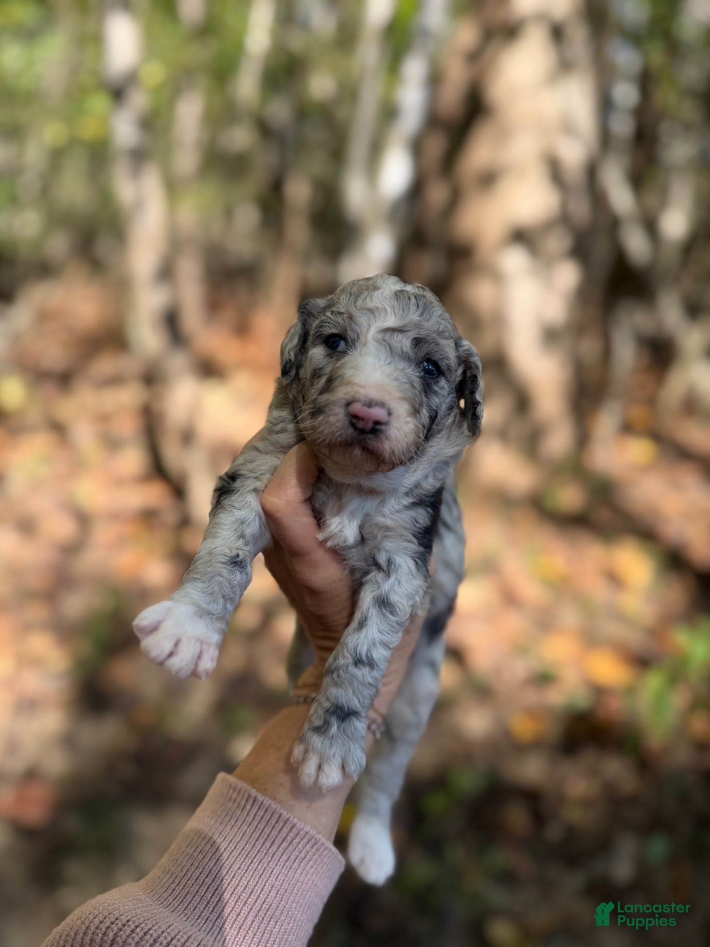 Aussiedoodle dogs for sale: Aussiedoodle 1 - Ad 31