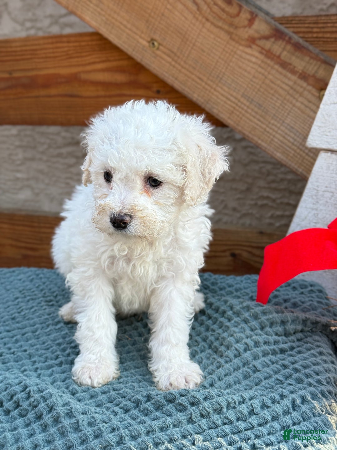 Bichpoo dogs for sale: Audrey - Ad 6