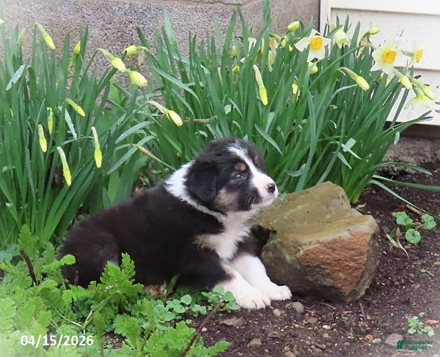 Mixed Breed dogs April - Ad 1