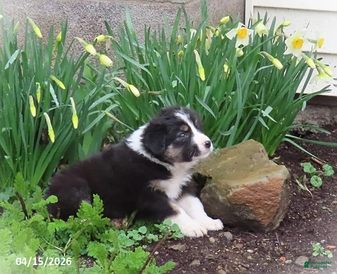 Mixed Breed dogs for sale: April - Ad 1