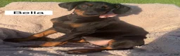 Doberman Pinscher dogs for sale: Bella WEEKEND SPECIAL $250 OFF! - Ad 24