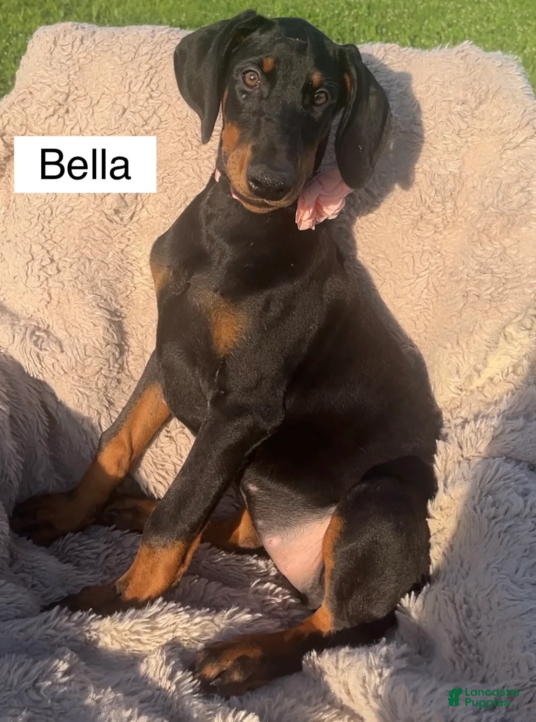 Doberman Pinscher dogs for sale: Bella WEEKEND SPECIAL $250 OFF! - Ad 24
