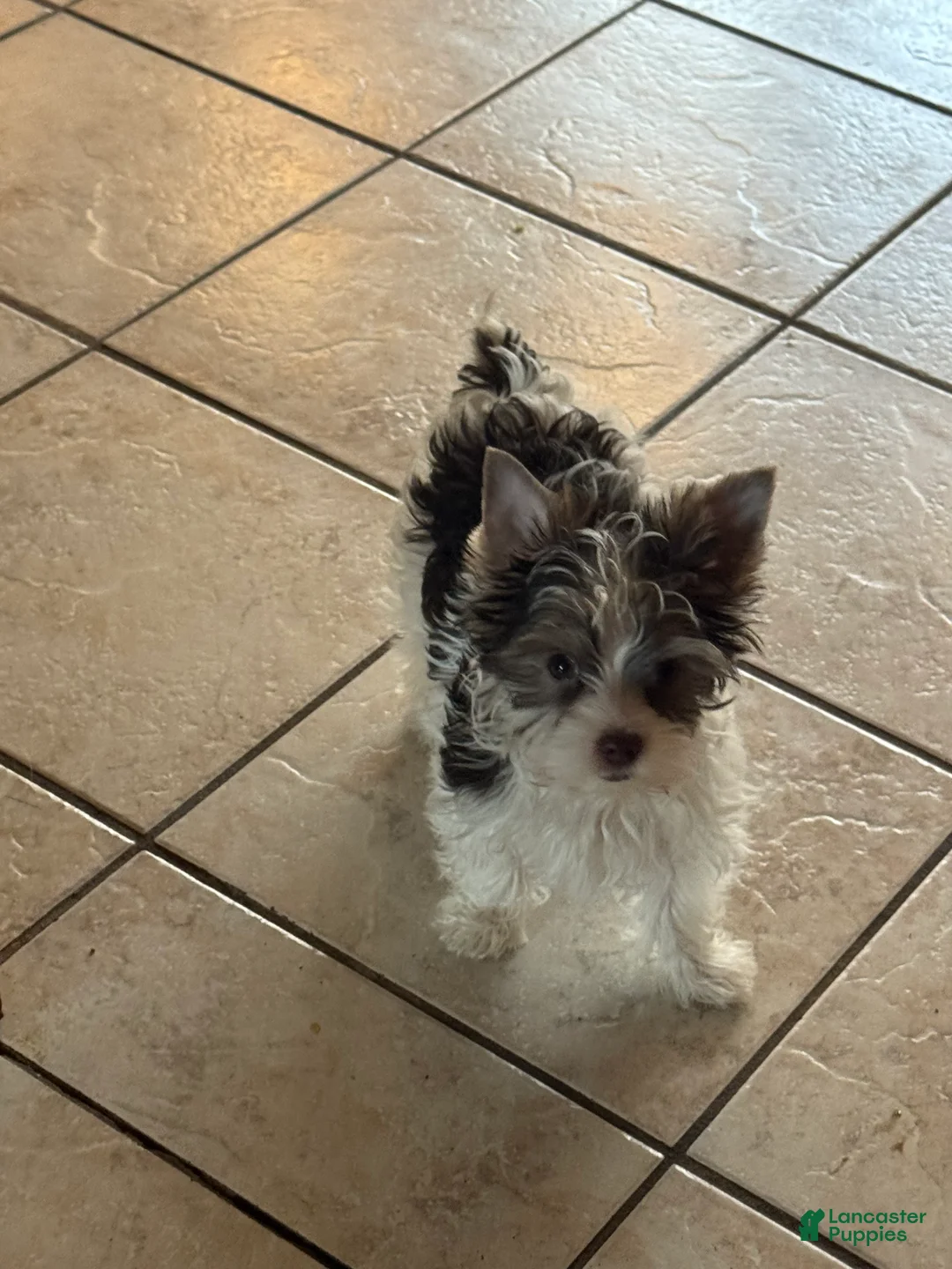 Yorkshire Terrier dogs for sale: Chocolate parti boy  - Ad 3