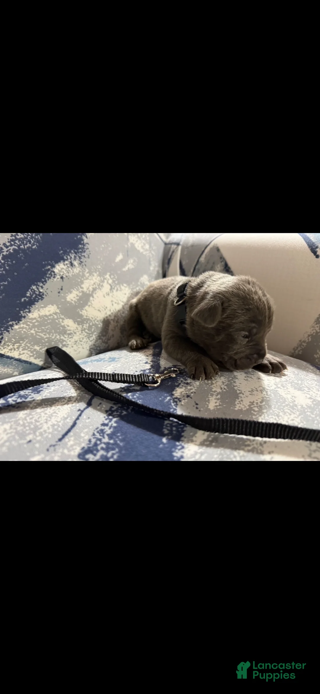 Cane Corso dogs for sale: Cane Corso Puppy 3 - Ad 5