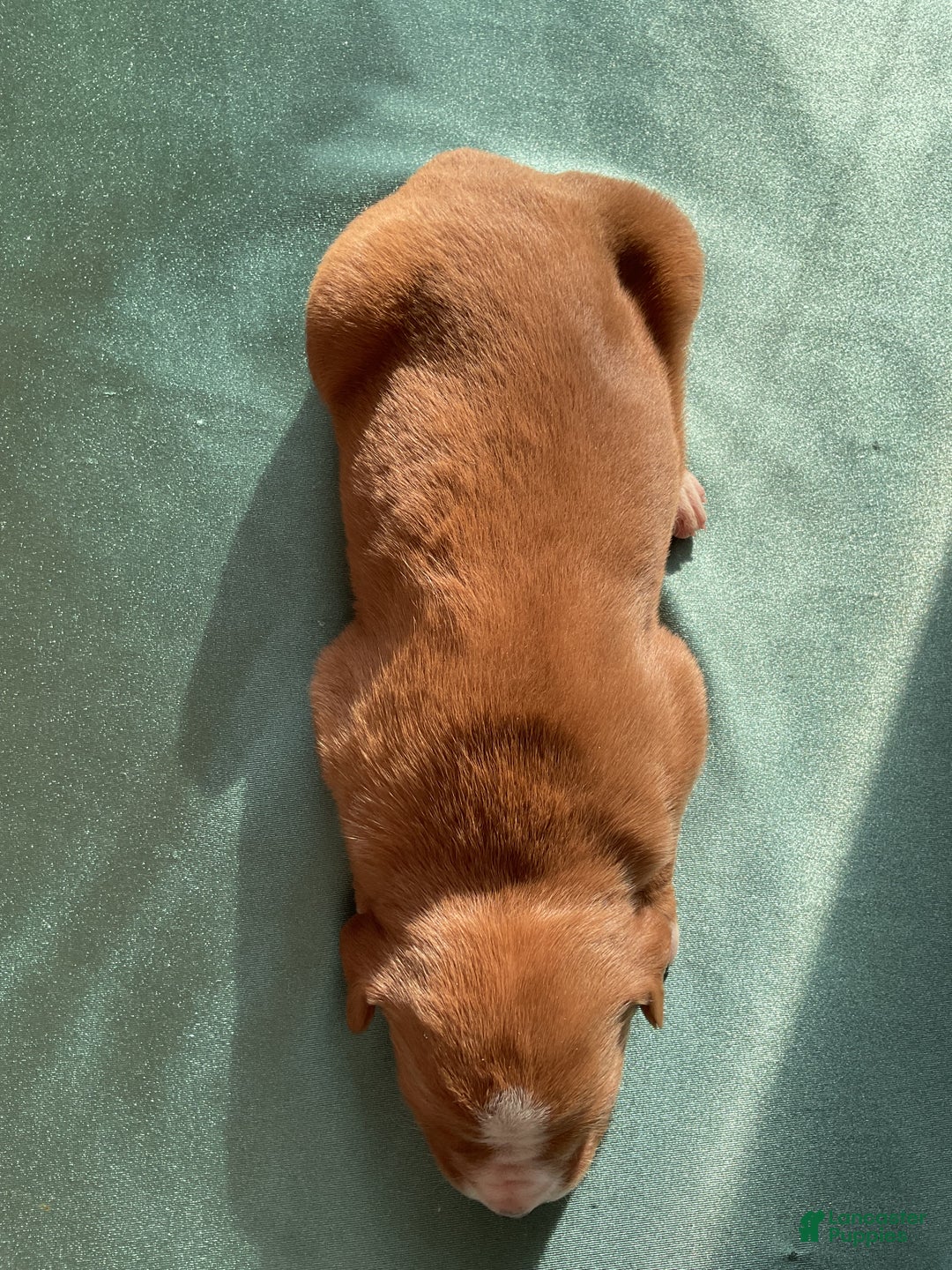 Mixed Breed dogs for sale: Hazel - Ad 4